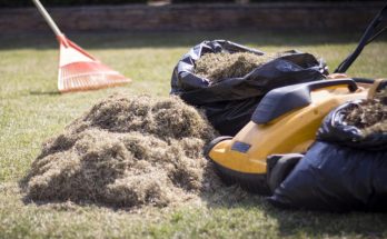 scarifying lawn