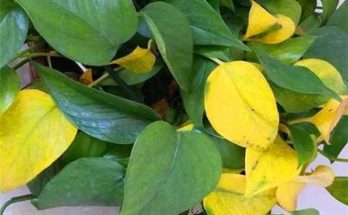 yellowing pothos