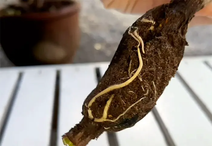 air layer rooting