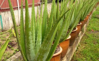 aloe vera planting