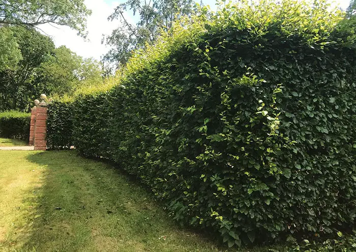beech hedge