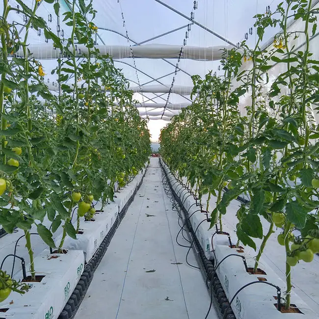 hydroponics tiny tim tomatoes