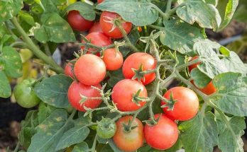 tiny tim tomatoes