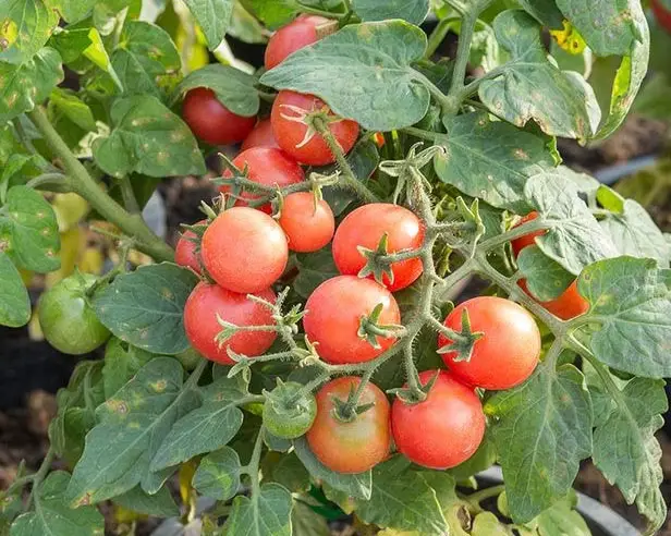 tiny tim tomatoes