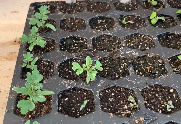 tomato seed tray