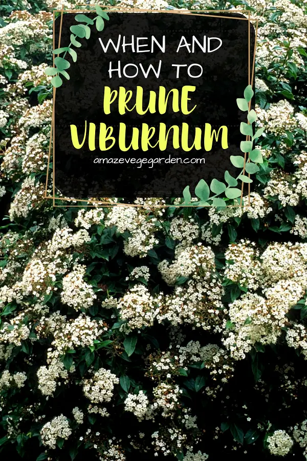 when and how to prune virburnum