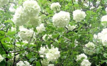 when to grow Viburnum