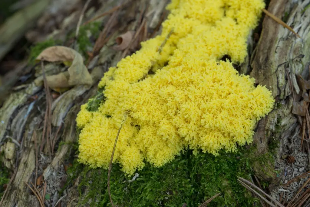 Slime Molds