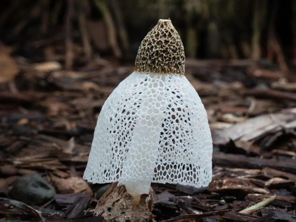 Stinkhorns