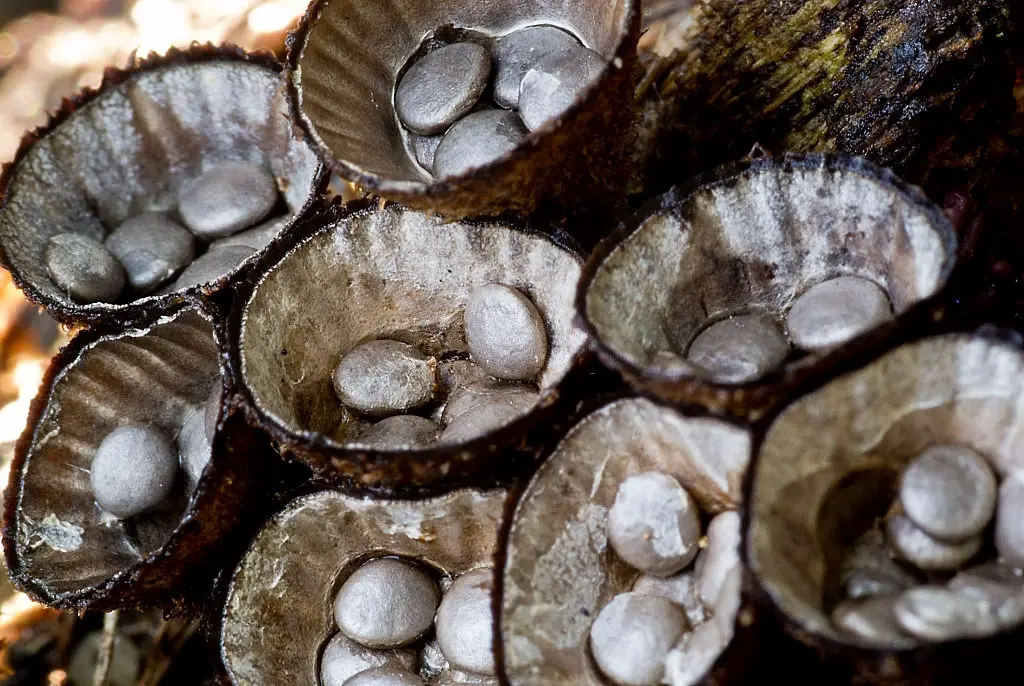 bird nest fungus