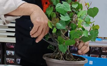 bonsai-pruning