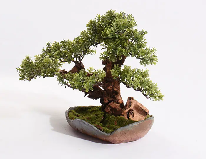 bonsai tree trimming