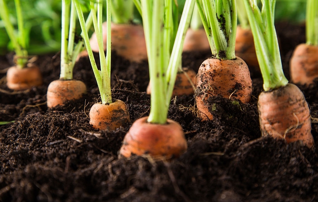 Do Organic Carrots Take Longer To Grow