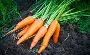 grow carrots in soil