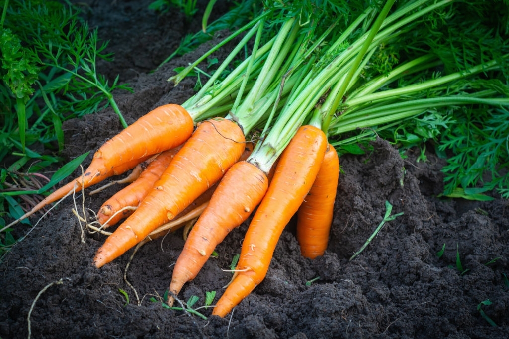 grow carrots in soil