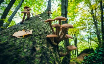 Mushrooms on tree