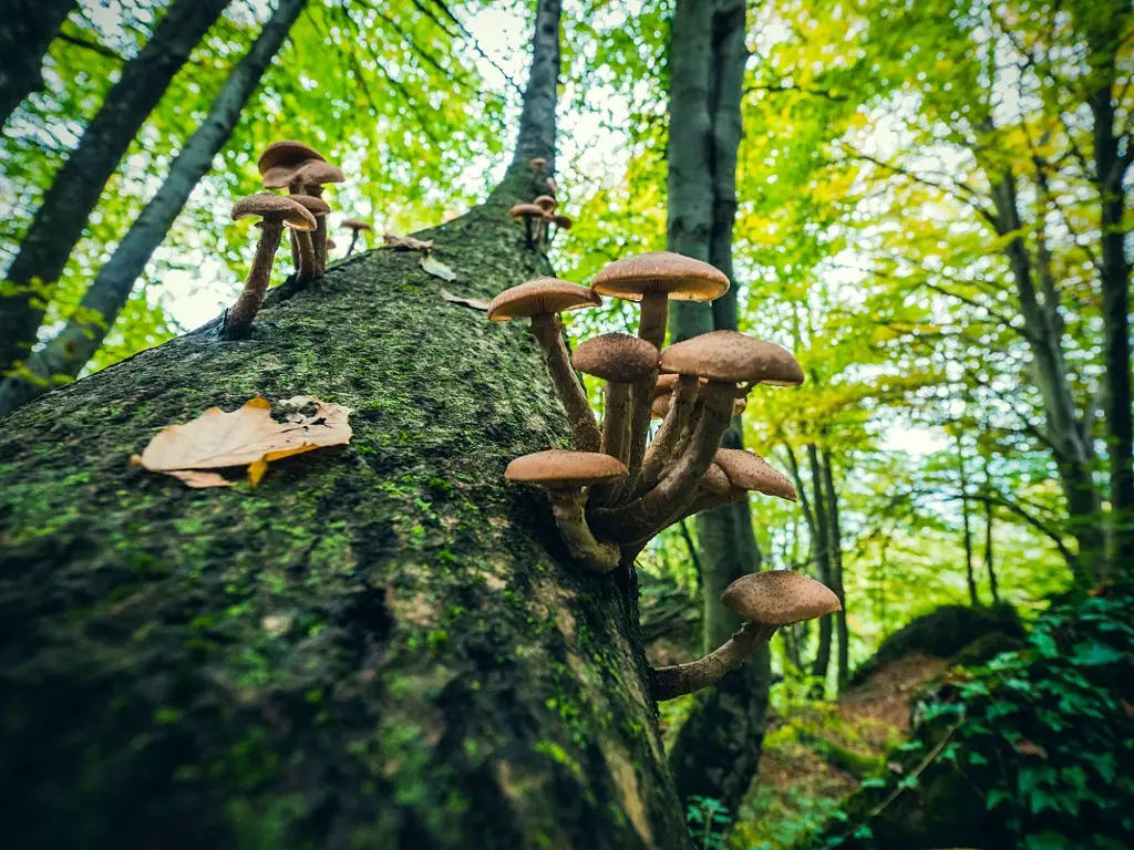 Mushrooms on tree