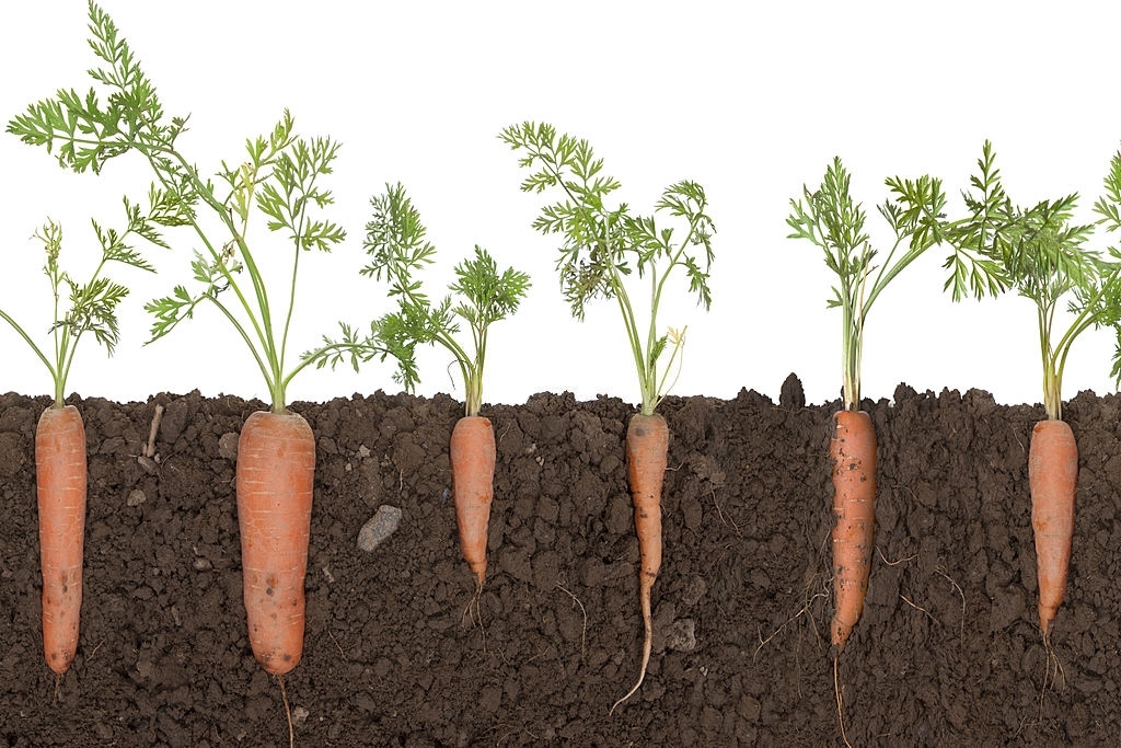 organic carrots grow faster