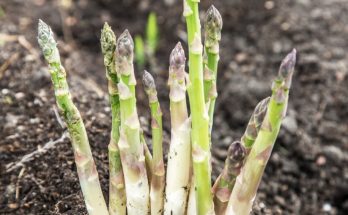 plant asparagus