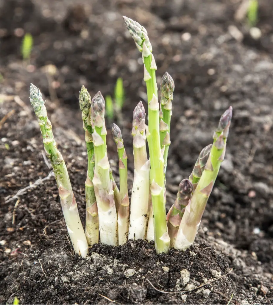 plant asparagus