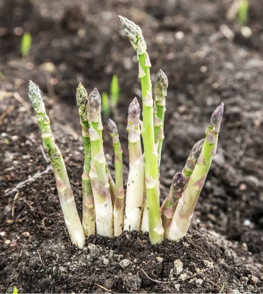 Asparagus Companion Plants - What Can You Plant Next To It