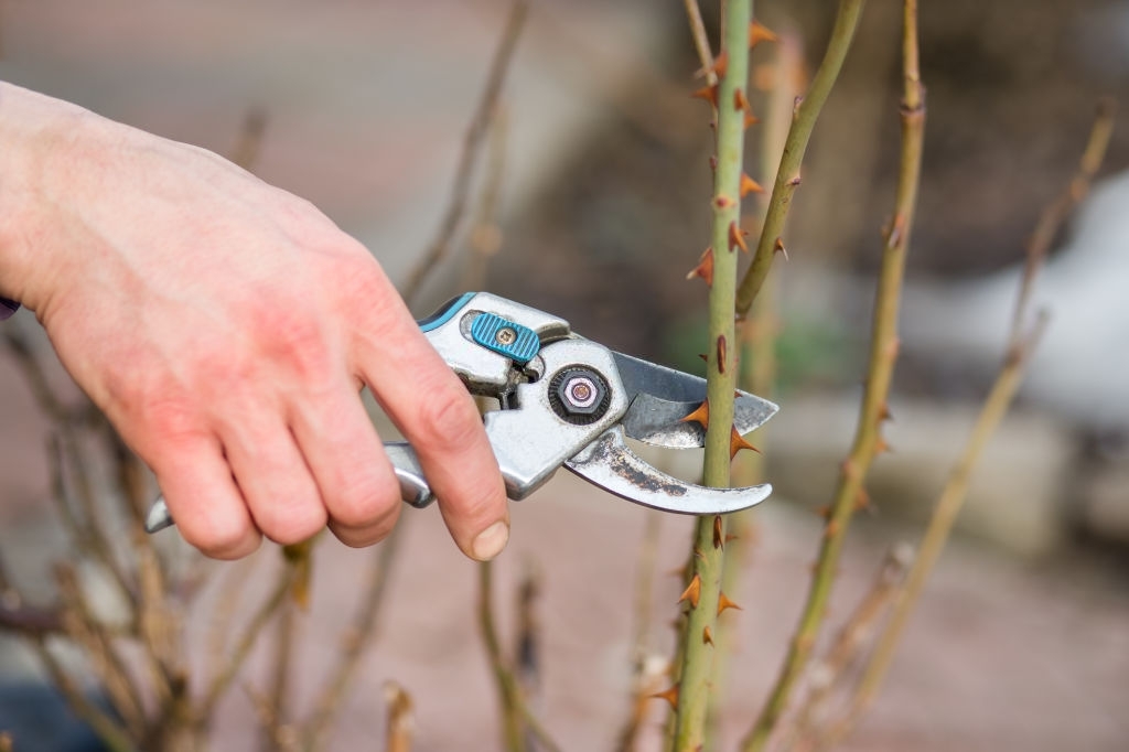 What are the best tips for pruning tall rose bushes?