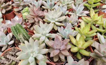 succulent myths