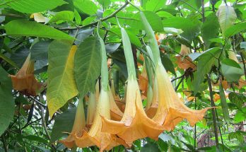 angel trumpets