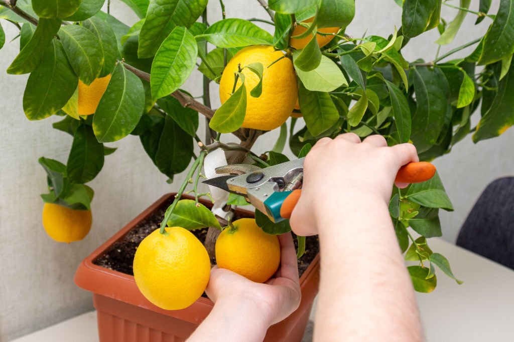 harvest lemon indoor