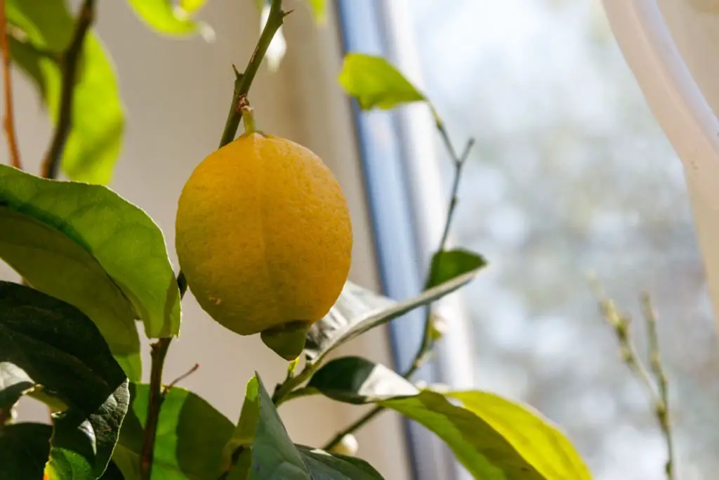 indoor lemon tree