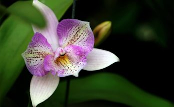 orchid problem