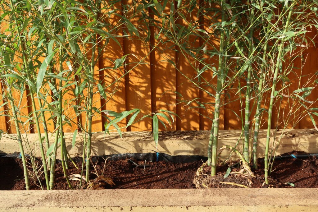 planting bamboo in raised bed