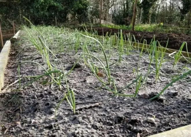 Is Wood Ash Good For Your Garden Amaze Vege Garden