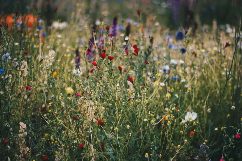 growing wildflowers