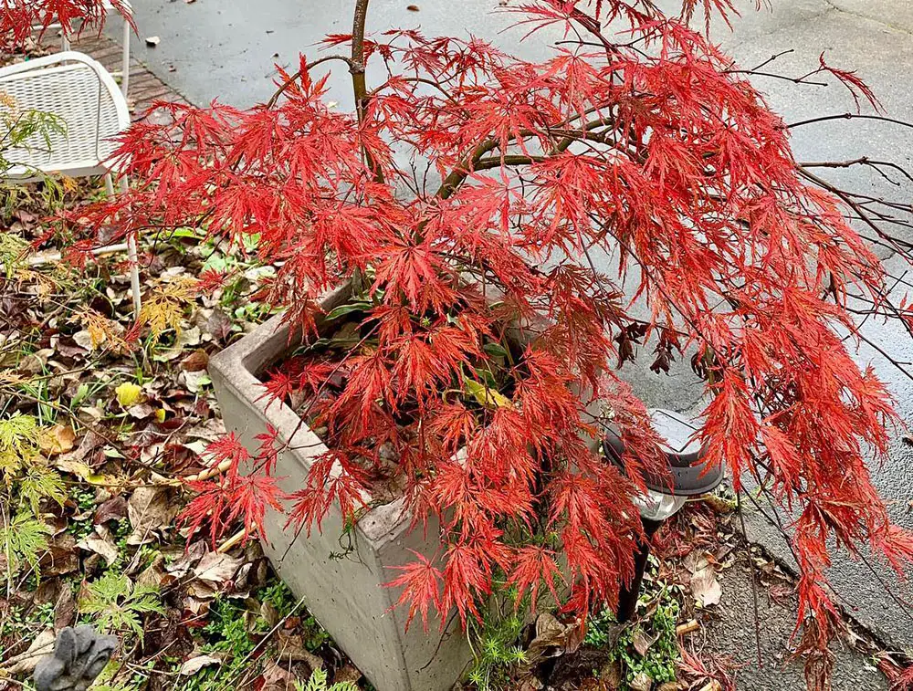 Acer Palmatum - Bloodgood