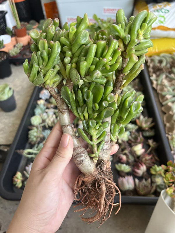 repot tall succulents