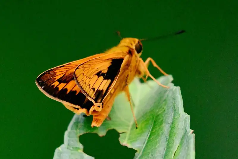 butterfly in garden