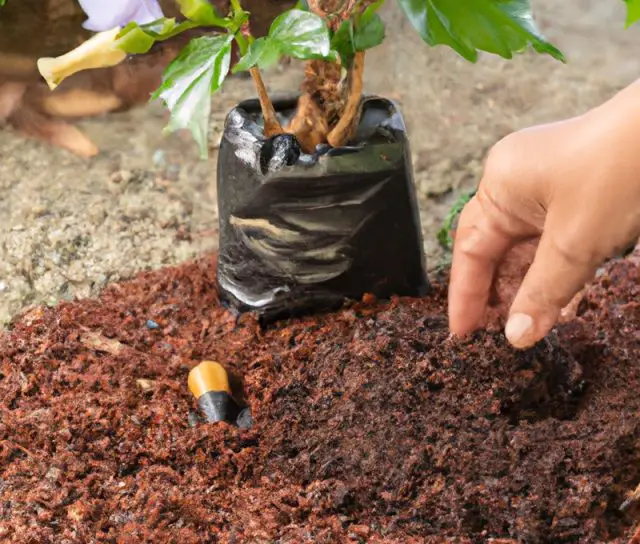 Ever Wonder Do Hibiscus Like Coffee Grounds? Amaze Vege Garden