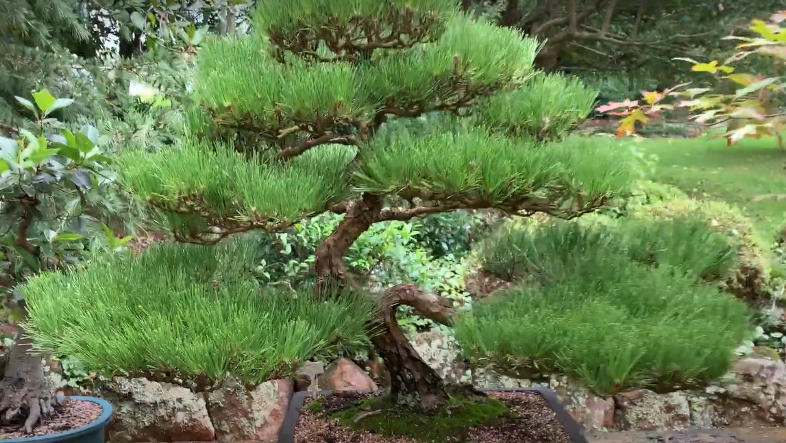 Japanese Black Pine (Kuromatsu)