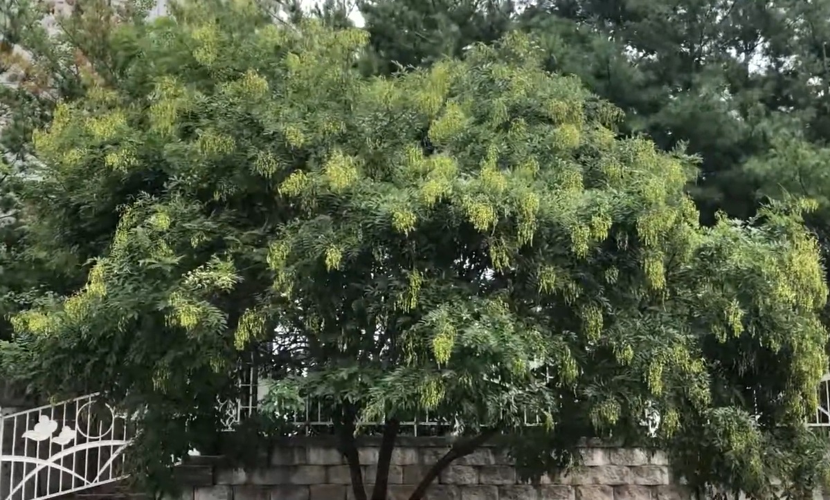 japanese pagoda tree