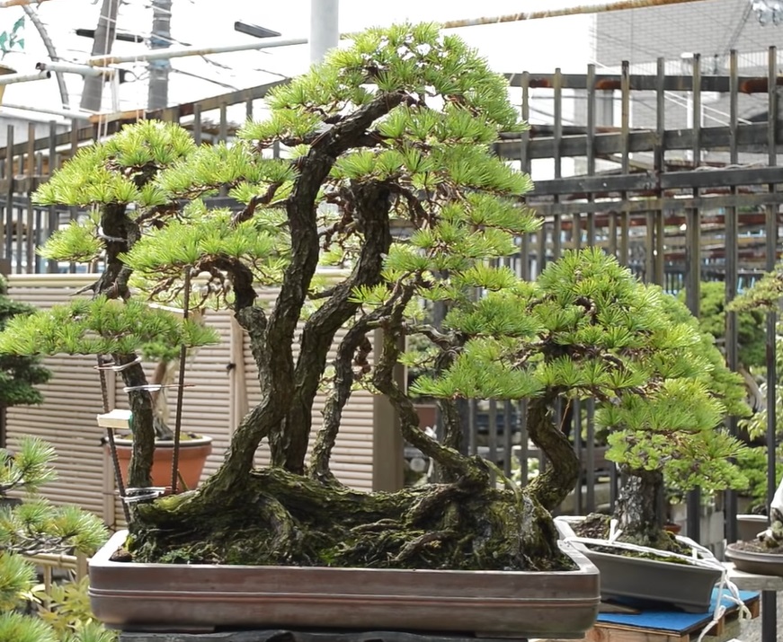 Japanese White Pine (GoyōMatsu)