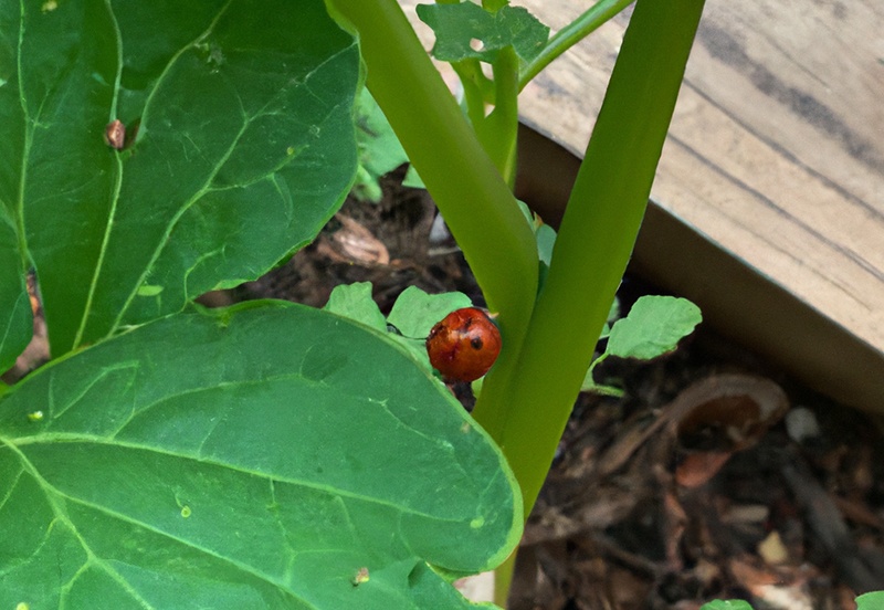 ladybug at vegetable garden