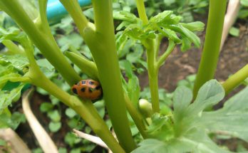 ladybug in the garden