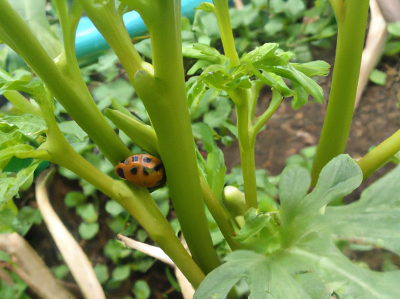 ladybug in the garden