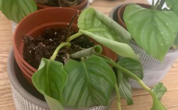 Calathea Leaves curling