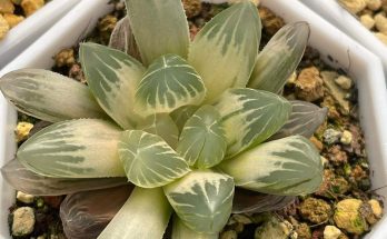 Haworthia