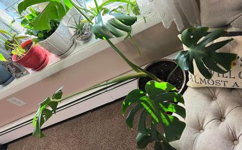 Monstera Leaves Curling