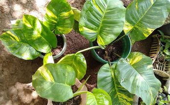 Pothos Plant Watering