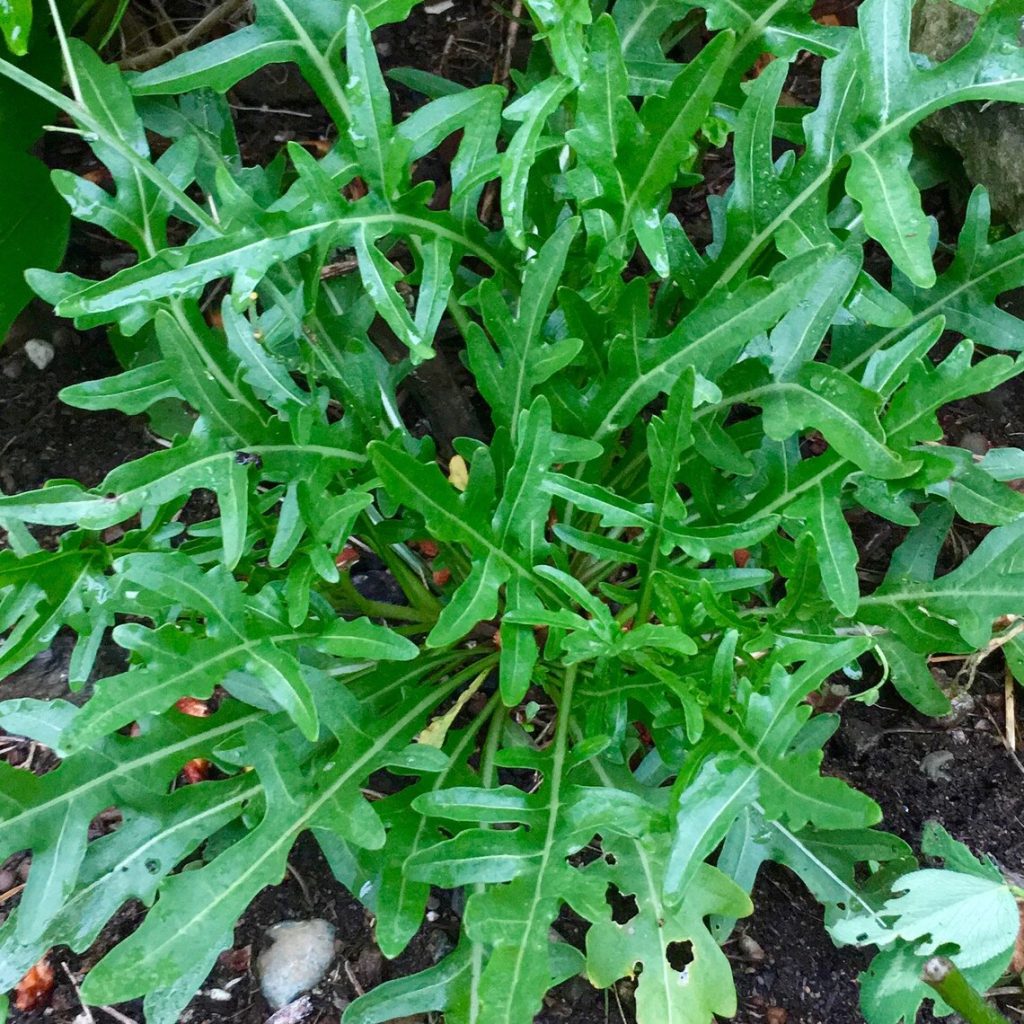 Arugula Lettuce