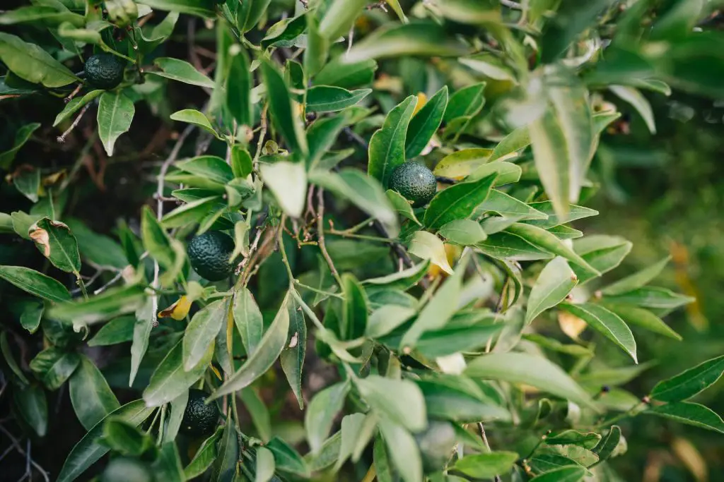 how long does avacado tree live